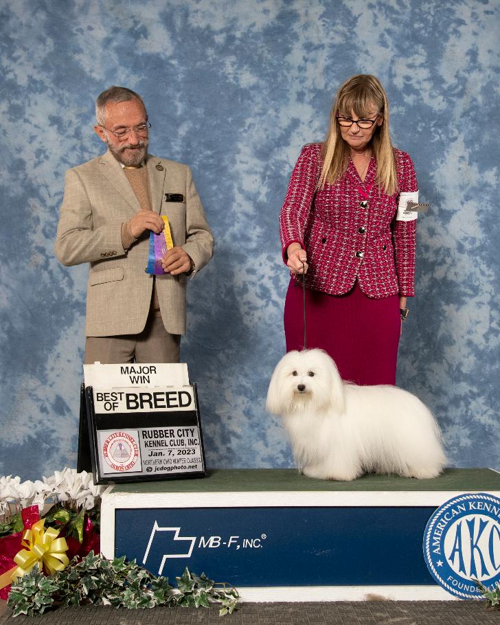 Coton de best sale tulear kennel club